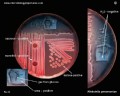 klebsiella pneumoniae basic tests for identification